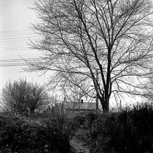 313_23-Tree-_-Path-300x300
