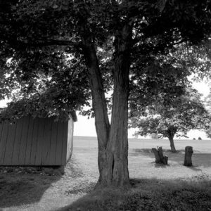 432_151_Split_Tree_Shed_and_Stumps_10x-300x300