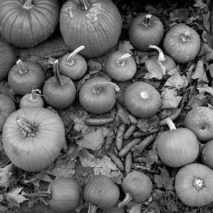 433_077_Cowden_Pumpkins-300x300
