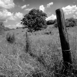 434_048_Cowden_Fence_Post_Tree-300x300