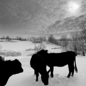 434_162_White_Three_Cows_in_Snow_10x-300x300