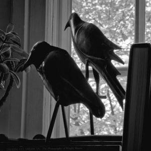 448_29_Two_Crows_in_Window_10x-300x300